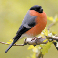 Bullfinch - painted by Denys Watkins-Pitchford ('BB')