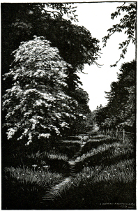 Illustration by Denys Watkins-Pitchford (BB) - Heart of the Forest