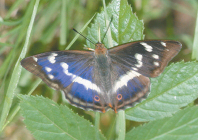 The Purple Emporer Butterfly